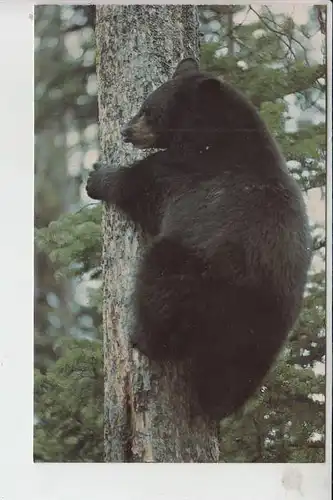TIERE - BÄR - American Black Bear , Yellowstone National Park