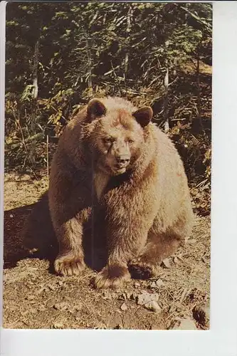 TIERE - BÄR - American Black Bear , Yellowstone National Park
