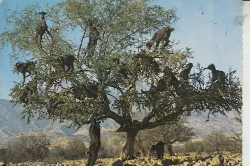 TIERE - ZIEGEN - Goats - Geiten - Chevres - KMarokko Baumziegen