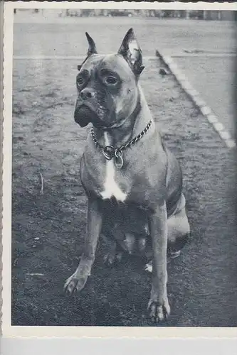 TIERE - HUNDE - BOXER