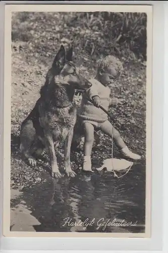 TIERE - HUNDE -Schäferhund - Chien de berge - sheperd dog - herdershond