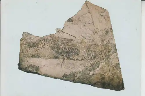 TIERE - PRÄHISTORISCH - Gestein mit jahrmillionenalten Fossilien