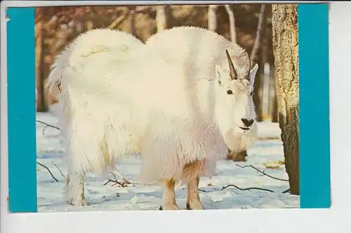 TIERE - ZIEGEN - Goats - Geiten - Chevres - Alaska Mountain Goat