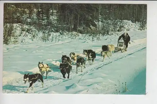 TIERE - HUNDE - Alaska - Schlittenhunde - sleddogs -.a crack dog team