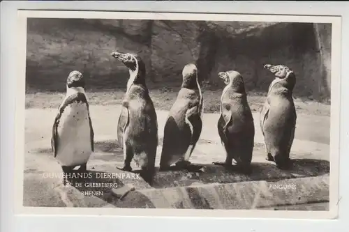 TIERE - PINGUINE - Penguin - Manchot - Pinguino - Pingwin - Pinguinas - Dierenpark / Zoo Rhenen