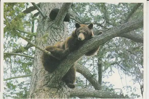 TIERE - BÄR - SCHWARZBÄR - Black Bear & Cub, Canada