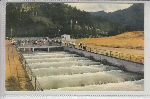 TIERE - FISCHE - FISH LADDERS - Fischtreppe - Bonneville Dam USA