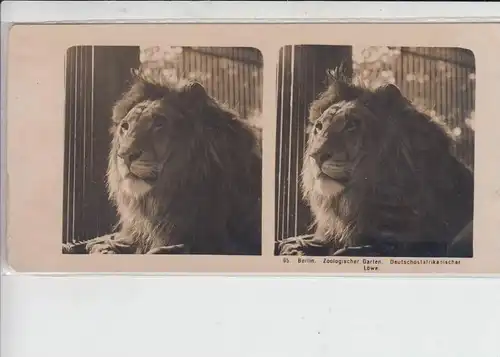 ZOO - BERLIN - Deutschostafrikanischer Löwe - Stereo - Photo