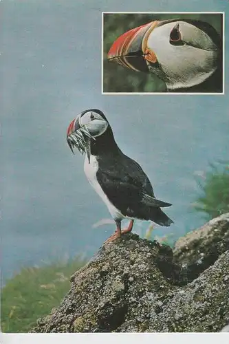 TIERE - VÖGEL - Puffin - Papageientaucher - Island