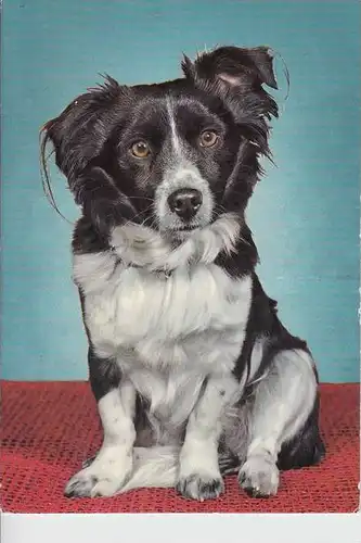 HUNDE / DOGS - Border Collie