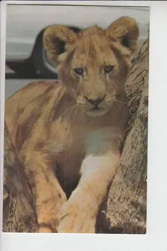 TIERE - LÖWEN - young male lion, junger Löwe