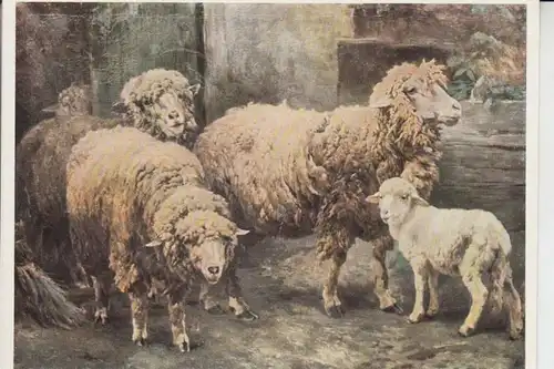 TIERE - SCHAFE - sheep - Mouton - Schapen - Pecora - Oveja -  Künstler-Karte A.Braith