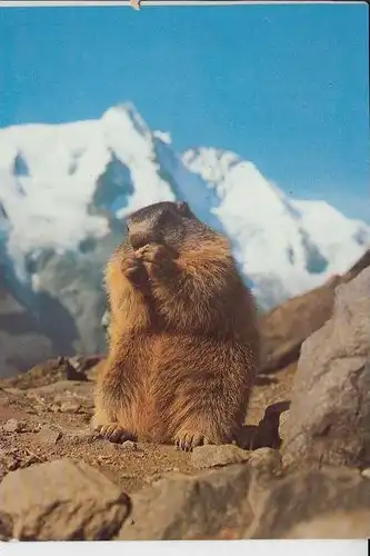 TIERE - MURMELTIERE - Marmotte - Marmot - Marmota - Marmotta