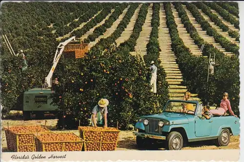 AUTO - JEEP - Florida - Orange Harvest - Orangenernte