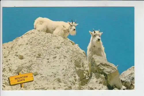 TIERE - ZIEGEN - Goats - Geiten - Chevres - Rocky Mountain Goats