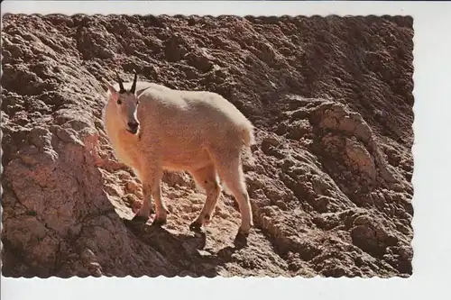 TIERE - ZIEGEN - Goats - Geiten - Chevres - Mountain Goat