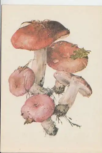 BOTANIK - PILZE - Mushrooms - Funghi - Champinons - SPEISE-TÄUBLING - Russische Karte