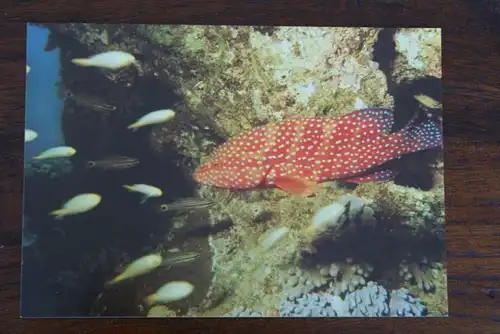 TIERE - Wasser Red Sea Coral Trout
