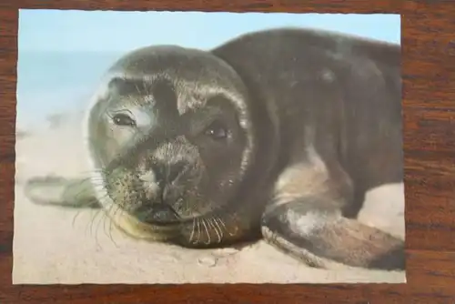 TIERE - Wasser Junge Robbe Nordsee