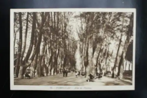 F 66000 PERPIGNAN, Allee des Platanes - Flora, Bäume