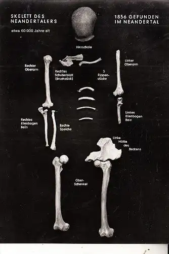 VÖLKERKUNDE / ETHNIC - Neandertaler Skelett