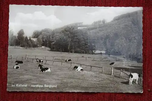 4925 KALLETAL, im Kalletal - Kühe