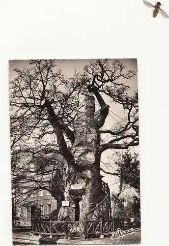 BOTANIK - Flora - Bäume - Bomen - Tree - Le Chene Millenaire, age 1200 ans, Allouville-Bellefosse/Seine-Marne