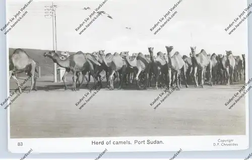 SUDAN - PORT SUDAN, Herd of Camels / Kamele