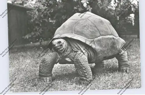 ZOO - BERLIN - TIERPARK, Riesenschildkröte, 1966