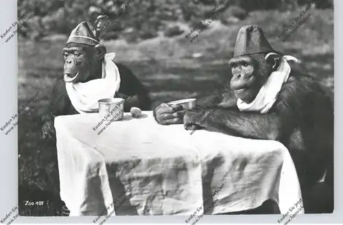 ZOO - ZÜRICH - Schimpansen, 1967
