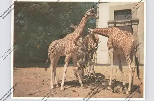 ZOO - ANTWERPEN - Giraffen
