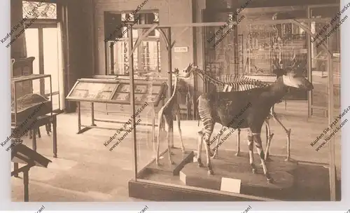 ZOO - ANTWERPEN - Museum, Okapi