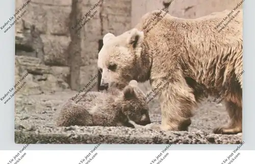 ZOO - LONDON - Syrian Bear and Cub