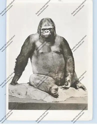 1000 BERLIN, Zoologisches Museum, Gorilla "Bobby", Druckstelle