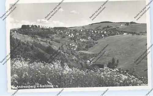 3389 BRAUNLAGE - ST. Andreasberg vom Treibholz