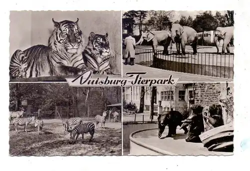 4100 DUISBURG, Zoo, Tiger, Elephanten, Zebras, Bären, 1961