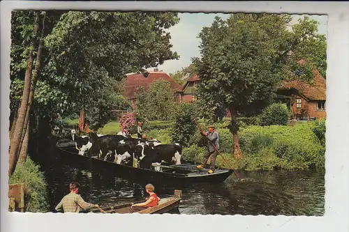 LANDWIRTSCHAFT - Kuhtransport per Boot, Giethoorn / NL, 1965