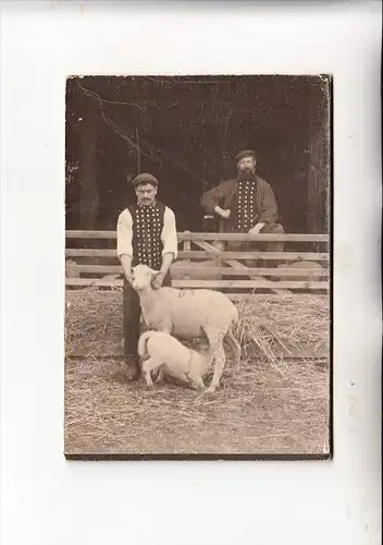 LANDWIRTSCHAFT - Schafzucht, Hartphoto 15 x 10,5 cm