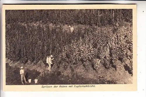 LANDWIRTSCHAFT - WEINBAU - Werbekarte Kalkindustrie, Spritzen der Reben mit Kupferkalkbrühe