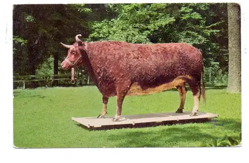 LANDWIRTSCHAFT - "OLD BEN" World's largest steer, Highland Park, Kokomo, Indiana