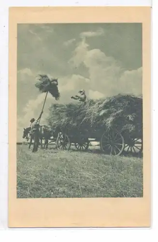 LANDWIRTSCHAFT - Heuernte