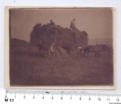 LANDWIRTSCHAFT - Heuernte, Photo