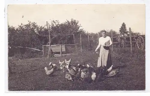 LANDWIRTSCHAFT - Hühnerzucht, Photo-AK