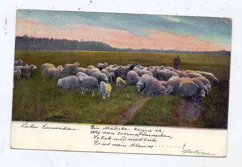 LANDWIRTSCHAFT - VIEHZUCHT - SCHAFE, Heide, 1903