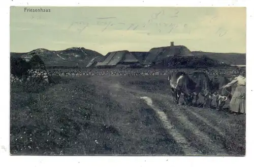 LANDWIRTSCHAFT - Friesenhaus, Kühe, 1903