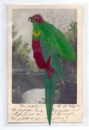 MATERIAL-AK - FEDERN, Vogel aus Echtfedern, 1904, sehr gute Erhaltung