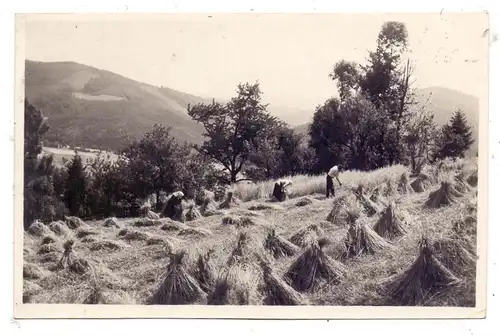 LANDWIRTSCHAFT - Heuernte in Schlesien, Archiv-Beleg