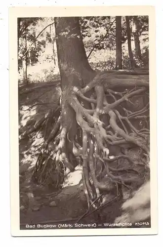 0-1276 BUCKOW, Wurzelfichte, 1955