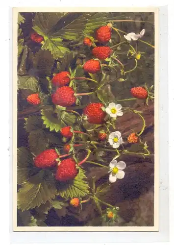 LANDWIRTSCHAFT - ERDBEEREN / Strawberry / Fragola / Fragaria / Fraisier