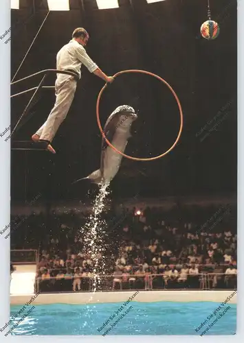 TIERE - DELFIN / DELPHIN / DOLPHIN / DAUPHIN - Dolfinarium Harderwijk